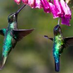 The Healing Power of Hummingbird Sage