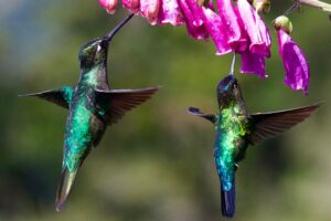 Photo Flower, Hummingbird